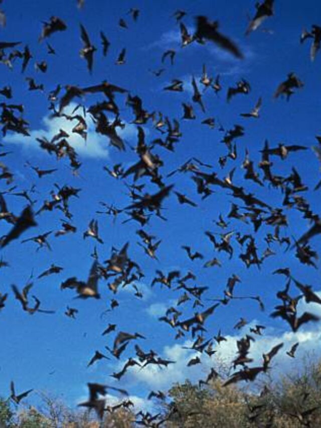 1,600 bats fall to the ground during Houston’s cold snap.